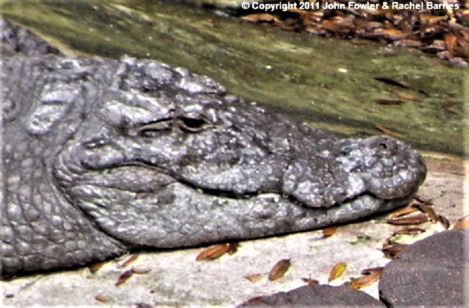 Mugger Crocodile Crocodylus palustris